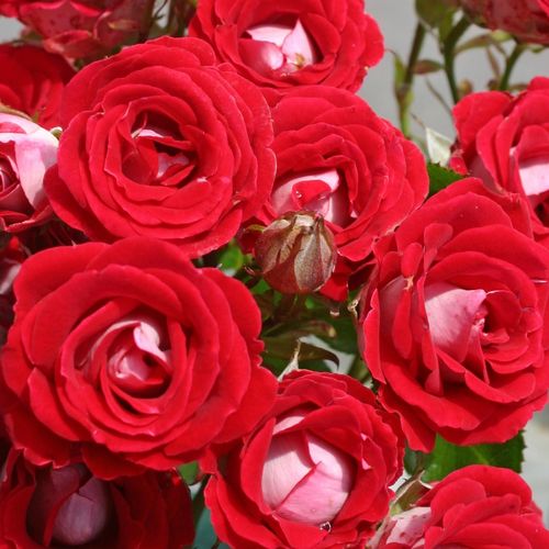 Rosa Schöne Koblenzerin ® - rosso - bianco - rose floribunde